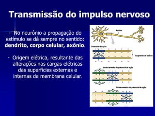 Transmissão do impulso nervoso

 - No neurônio a propagação do
estímulo se dá sempre no sentido:
dendrito, corpo celular, axônio.

 - Origem elétrica, resultante das
   alterações nas cargas elétricas
      das superfícies externas e
   internas da membrana celular.
 