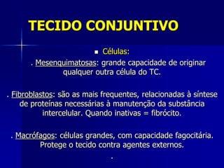 TECIDO CONJUNTIVO
                         Células:
       . Mesenquimatosas: grande capacidade de originar
               qualquer outra célula do TC.

. Fibroblastos: são as mais frequentes, relacionadas à síntese
     de proteínas necessárias à manutenção da substância
           intercelular. Quando inativas = fibrócito.

 . Macrófagos: células grandes, com capacidade fagocitária.
         Protege o tecido contra agentes externos.
                             .
 