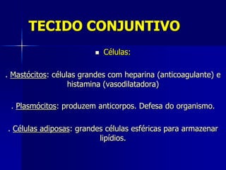 TECIDO CONJUNTIVO
                            Células:

. Mastócitos: células grandes com heparina (anticoagulante) e
                   histamina (vasodilatadora)

 . Plasmócitos: produzem anticorpos. Defesa do organismo.

. Células adiposas: grandes células esféricas para armazenar
                          lipídios.
 
