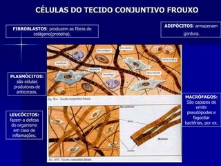 CÉLULAS DO TECIDO CONJUNTIVO FROUXO

                                       ADIPÓCITOS: armazenam
 FIBROBLASTOS: produzem as fibras de
        colágeno(proteína).                   gordura.




PLASMÓCITOS:
  são células
 produtoras de
  anticorpos.
                                               MACRÓFAGOS:
                                                São capazes de
                                                     emitir
                                                pseudópodes e
LEUCÓCITOS:
                                                   fagocitar
fazem a defesa
                                               bactérias, por ex.
 do organismo
   em caso de
  inflamações.
 