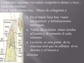  En el tejido laxo hay vasos
sanguíneos y terminaciones
nerviosas
 Tejido de oxitalan estan unidas
al hueso y al cemento d cada
extremo
 La encia es una parte de la
mucosa oral que se adhiere al os
dientes y al hueso a
alveolar
Contienen regiones con tejido conjuntivo denso y laxo ;
tejido de oxitalan.
En el tejido denso hay , fibras de colagenas y
fibroblastos
 