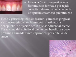  La encía (en lat. gingīva) es una
fibromucosa formada por tejido
conectivo denso con una cubierta
de epitelio escamoso queratinizad
Tiene 2 partes: epitelio de fijación y mucosa gingival
•la mucosa ginval: es la mucosa masticatoria
• el epitelio de fijación : es la que se adhiere al diente
Por encima del epitelio al diente una hendidura poco
profunda llamada surco ,tapizados por epitelio del
surco
 