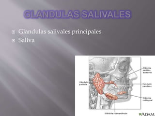  Glandulas salivales principales
 Saliva
 
