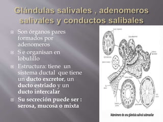  Son órganos pares
formados por
adenomeros
 S e organisan en
lobulillo
 Estructura: tiene un
sistema ductal que tiene
un ducto excretor, un
ducto estriado y un
ducto intercalar
 Su secreción puede ser :
serosa, mucosa o mixta
 