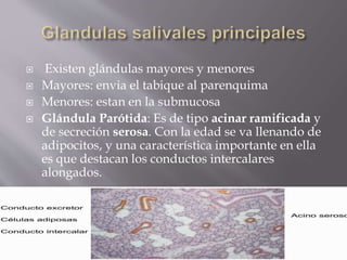  Existen glándulas mayores y menores
 Mayores: envia el tabique al parenquima
 Menores: estan en la submucosa
 Glándula Parótida: Es de tipo acinar ramificada y
de secreción serosa. Con la edad se va llenando de
adipocitos, y una característica importante en ella
es que destacan los conductos intercalares
alongados.
 