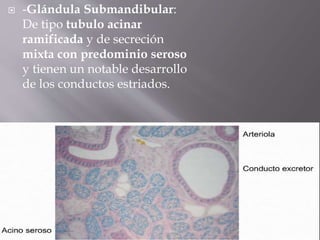  -Glándula Submandibular:
De tipo tubulo acinar
ramificada y de secreción
mixta con predominio seroso
y tienen un notable desarrollo
de los conductos estriados.
 -
 