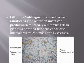  Glándula Sublingual: Es tubuloacinar
ramificada y de secreción mixta con
predominio mucoso, y a diferencia de la
glándula parótida tiene sus conductos
intercalares mucho más cortos y escasos.
 