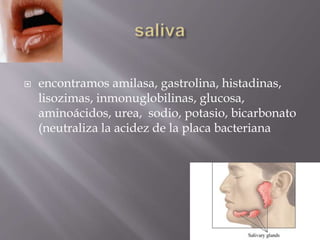  encontramos amilasa, gastrolina, histadinas,
lisozimas, inmonuglobilinas, glucosa,
aminoácidos, urea, sodio, potasio, bicarbonato
(neutraliza la acidez de la placa bacteriana
 