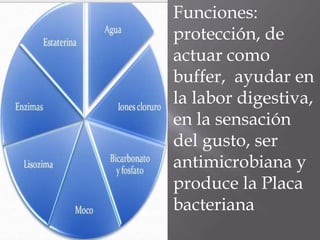 Funciones:
protección, de
actuar como
buffer, ayudar en
la labor digestiva,
en la sensación
del gusto, ser
antimicrobiana y
produce la Placa
bacteriana
 