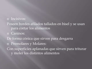  Incisivos:
Poseen bordes afilados tallados en bisel y se usan
para cortar los alimentos
 Caninos:
De forma cónica que sirven para desgarra
 Premolares y Molares:
Con superficies aplanadas que sirven para triturar
y moler los distintos alimentos
 