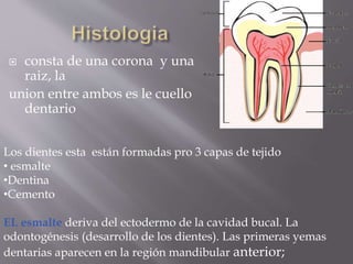  consta de una corona y una
raiz, la
union entre ambos es le cuello
dentario
Los dientes esta están formadas pro 3 capas de tejido
• esmalte
•Dentina
•Cemento
EL esmalte deriva del ectodermo de la cavidad bucal. La
odontogénesis (desarrollo de los dientes). Las primeras yemas
dentarias aparecen en la región mandibular anterior;
 