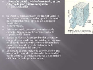  *El
 Se inicia su formación con los ameloblastos y
forman estructuras llamadas epitelio de unión
que se fusiona con el epitelio de la mucosa
masticatoria
 ESTRUCTURA:
 Prisma: formado por varillas o prismas de
esmalte, dispuestas oblicuamente sobre la
superficie del diente.
 Bandas de Hunter-Schernger: bandas oscuras y
claras alternadas de ancho variable, se originan
en el borde amelodentinario y se dirigen hacia
fuera, terminando a cierta distancia de la
superficie externa del esmalte.
 El esmalte es translucido de color blanco o gris
azulado. El color de nuestros dientes está dado
por la dentina, se trasluce a través del esmalte y
está determinado genéticamente.
 