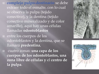  complejo pulpo-dentinario se debe
extraer todo el esmalte, con lo cual
se observa la pulpa (tejido
conectivo), y la dentina (tejido
conectivo mineralizado y de color
amarillo), aquí hay unas células
llamadas odontoblastos
 entre los cuerpos de los
odontoblastos y la dentina, que se
llamará predentina,
 cuatro zonas: una capa de los
cuerpos de los odontoblastos, una
zona libre de células y el centro de
la pulpa.
 