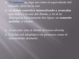  El cemento es algo así como el equivalente del
esmalte, pero en la raíz
 un tejido conectivo mineralizado y avascular
que rodea a la raíz del diente, y en el se
distinguen básicamente dos tipos: un cemento
acelular, y celular
 Avascular: une al diente al hueso alveola
 Celular: rol adaptativo en procesos como el
movimiento dentario
 