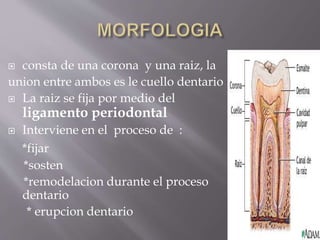  consta de una corona y una raiz, la
union entre ambos es le cuello dentario
 La raiz se fija por medio del
ligamento periodontal
 Interviene en el proceso de :
*fijar
*sosten
*remodelacion durante el proceso
dentario
* erupcion dentario
 