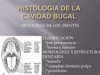 HISTOLOGIA DE LOS DIENTES
CLASIFICACION
*por permanencia
*forma y funcion
MORFOLOGIA Y ESTRUCTURA
DENTARIA
*esmalte
* complejo dentario-pulpa
*periodonto
 