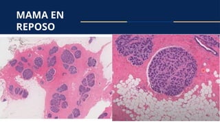 Histología de la Mama: Estructura, Función y Cambios Fisiológicos | PPTX