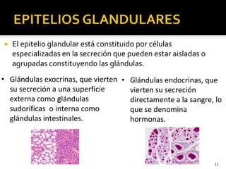  El epitelio glandular está constituido por células
especializadas en la secreción que pueden estar aisladas o
agrupadas ...
