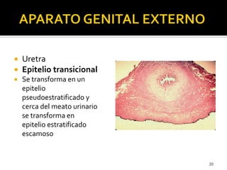  Uretra
 Epitelio transicional
 Se transforma en un
epitelio
pseudoestratificado y
cerca del meato urinario
se transfor...