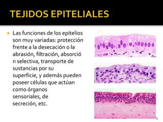  Las funciones de los epitelios
son muy variadas: protección
frente a la desecación o la
abrasión, filtración, absorció
n...