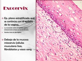    Ep. plano estratificado que
    se continúa con el epitelio
    de la vagina.
   La transición entre el epitelio endo y
    ectocervical se hace en forma brusca.
   Celulas ricas en glucogeno



   Debajo de la mucosa:
    miocervix (células
    musculares lisas,
    fibroblastos y vasos sang.
 