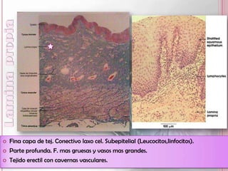    Fina capa de tej. Conectivo laxo cel. Subepitelial (Leucocitos,linfocitos).
   Parte profunda. F. mas gruesas y vasos mas grandes.
   Tejido erectil con cavernas vasculares.
 
