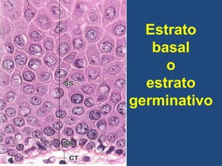 Estrato
basal
o
estrato
germinativo
 