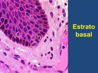 Estrato
basal
 