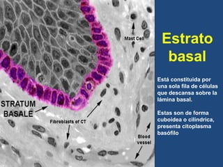 Estrato
basal
Está constituida por
una sola fila de células
que descansa sobre la
lámina basal.
Estas son de forma
cuboidea o cilíndrica,
presenta citoplasma
basófilo
 
