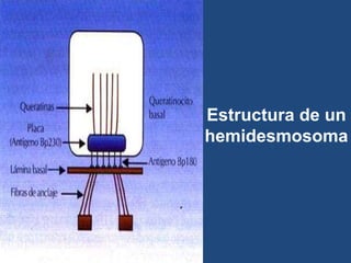 Estructura de un
hemidesmosoma
 