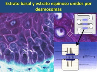 Estrato basal y estrato espinoso unidos por
desmosomas
 