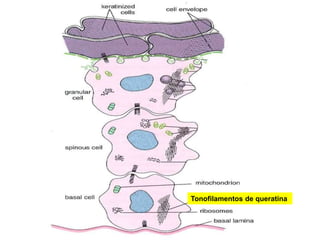 Tonofilamentos de queratina
 