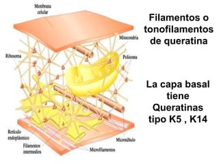 (Filamentos de
queratina-10nm)
Filamentos o
tonofilamentos
de queratina
La capa basal
tiene
Queratinas
tipo K5 , K14
 