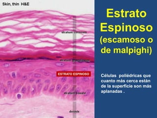 Estrato
Espinoso
(escamoso o
de malpighi)
ESTRATO ESPINOSO
Células poliédricas que
cuanto más cerca están
de la superficie son más
aplanadas .
 