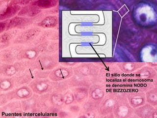 Puentes intercelulares
El sitio donde se
localiza el desmosoma
se denomina NODO
DE BIZZOZERO
 