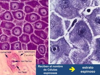 estrato
espinoso
Reciben el nombre
de Células
espinosas

 