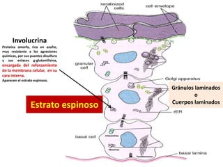 Estrato espinoso
Gránulos laminados
o
Cuerpos laminados
Involucrina
Proteína amorfa, rica en azufre,
muy resistente a las agresiones
químicas, por sus puentes disulfuro
y sus enlaces g-glutamilisina,
encargada del reforzamiento
de la membrana celular, en su
cara interna.
Aparecen el estrato espinoso.
ribosomas
mitocondrias
Tonofilamentos
 