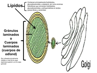 Lípidos
Gránulos
laminados
o
Cuerpos
laminados
(cuerpos de
odland)
Son ultraestructuralmente
visibles a nivel de la capa
espinosa superior y en la capa
granular
Contienen principalmente fosfolípidos,
glucosilceramidas y colesterol, así como enzimas
hidrolíticas que convierten fosfolípidos,
glucosilceramidas y esfingomielinas en ácidos
grasos libres y ceramidas.
 