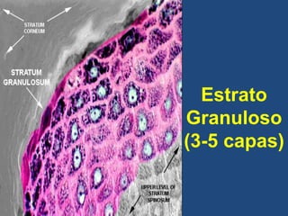 Estrato
Granuloso
(3-5 capas)
 