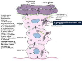 Gránulos queratohialinos envueltos entre
los tonofibrillas
A medida que los
queratinocitos
ascienden en la
epidermis,
probablemente por
acción enzimática, se
produce una agregación
de los tonofilamentos y
un cambio de tipo de
queratina porque lo que
en la basal era muy
elástica y móvil, con
queratinas tipo K5,K14,
a medida que las
células se diferencian,
en las capas
espinosas, incluida la
granulosa , son mucho
más rígidas y menos
movibles, con
queratinas K1 ,K10.
 