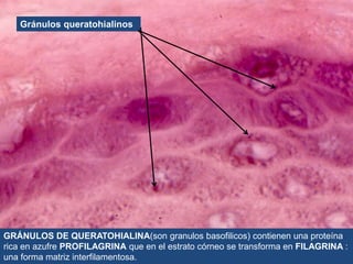 Gránulos queratohialinos
GRÁNULOS DE QUERATOHIALINA(son granulos basofilicos) contienen una proteína
rica en azufre PROFILAGRINA que en el estrato córneo se transforma en FILAGRINA :
una forma matriz interfilamentosa.
 