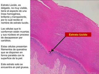 Estrato lúcido
Estrato Lúcido, es
delgado, no muy visible,
tiene el aspecto de una
línea homogénea,
brillante y transparente,
por lo cual recibe el
nombre de estrato lucido.
Las células que lo
conforman están muertas
y sus núcleos en proceso
de desaparecer por
cariólisis.
Estas células presentan
filamentos de queratina
que se disponen en
forma paralela con la
superficie de la piel.
Este estrato solo se
encuentra en piel gruesa.
 