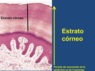 Estrato
córneo
Estrato córneo
Periodo de renovación de la
epidermis es de 4 semanas
 