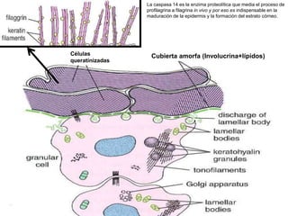 Cubierta amorfa (Involucrina+lípidos)
Células
queratinizadas
La caspasa 14 es la enzima proteolítica que media el proceso de
profilagrina a filagrina in vivo y por eso es indispensable en la
maduración de la epidermis y la formación del estrato córneo.
 