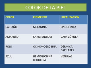 COLOR DE LA PIEL
COLOR PIGMENTO LOCALIZACION
CASTAÑO MELANINA EPIDERMICA
AMARILLO CAROTENOIDES CAPA CÓRNEA
ROJO OXIHEMOGLOBINA DÉRMICA,
CAPILARES
AZUL HEMOGLOBINA
REDUCIDA
VÉNULAS
 