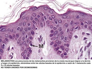 MELANOCITOS:Los precursores de los melanocitos provienen de la cresta neural,que migran a la dermis
y luego a la epidermis, ubicándose entre las células basales de la epidermis a razón de 1 melanocito cada
5 o 10 células basales
NO TIENEN UNIONES POR DESMOSOMAS
 
