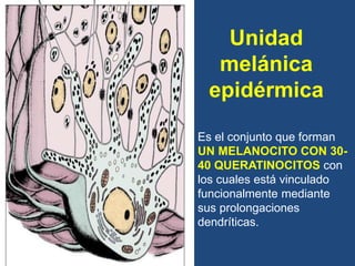 Unidad
melánica
epidérmica
Es el conjunto que forman
UN MELANOCITO CON 30-
40 QUERATINOCITOS con
los cuales está vinculado
funcionalmente mediante
sus prolongaciones
dendríticas.
 