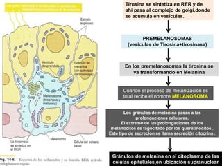 Cuando el proceso de melanización es
total recibe el nombre MELANOSOMA
Gránulos de melanina en el citoplasma de las
células epiteliales,en ubicación supranuclear
Tirosina se sintetiza en RER y de
ahí pasa al complejo de golgi,donde
se acumula en vesículas.
Los gránulos de melanina pasan a las
prolongaciones celulares.
El extremo de las prolongaciones de los
melanocitos es fagocitado por los queratinocitos .
Este tipo de secreción se llama secreción citocrina .
En los premelanosomas la tirosina se
va transformando en Melanina
PREMELANOSOMAS
(vesículas de Tirosina+tirosinasa)
 