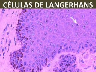 CÉLULAS DE LANGERHANS
 
