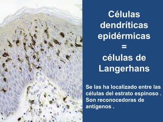 Células
dendríticas
epidérmicas
=
células de
Langerhans
Se las ha localizado entre las
células del estrato espinoso .
Son reconocedoras de
antígenos .
 
